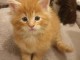  Chatons Maine Coon LOOF