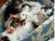 chatons norvegiens a donner 