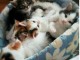 Quatre adorable chatons type Norvégiens