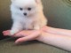 Adorable chiots spitz nain lof