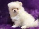 Adorable chiots spitz nain lof