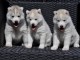 magnifique chiots husky a donne