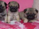 Adorable Chiots Carlin Disponible De Suite