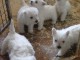Chiots West Highland White Terrier a donner