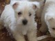 Chiots West Highland White Terrier a donner