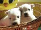 Chiots West Highland White Terrier a donner