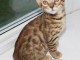 MAGNIFIQUE CHATON BENGAL 