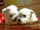 Chiots West Highland White Terrier a donner