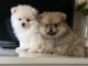  Chiots spitz nain a reserver