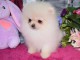  Chiots Spitz Nain disponibles suite