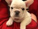  A donner chiots Bouledogue Francais