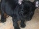  Jolis chiots bouledogue francais