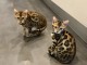  A Reserver 3 Magnifiques Chatons Bengal