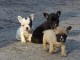 Superbes chiots bouledogue français 