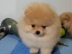 disponible petit chiots pomeranian nain