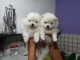 Magnifiques chiots spitz nain