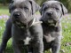 Disponible 7 CHIOTS CANE CORSO NÉS EN AOÛT