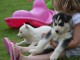 Adooner Chiots husky siberien non lof