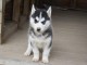 Magnifiques Chiots Husky Sibérien Lof