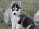 Magnifiques Chiots Husky Sibérien Lof