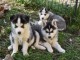 Magnifiques Chiots Husky Sibérien Lof