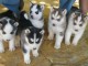 Magnifiques Chiots Husky Sibérien Lof