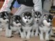 Magnifiques Chiots Husky Sibérien Lof