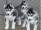 Magnifiques Chiots Husky Sibérien Lof