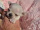 Chiots Chihuahua Chocolat lof