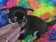 Chiots Chihuahua Chocolat lof