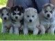 Disponibles «3 chiots husky sibérien