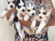 Disponibles «3 chiots husky sibérien