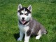 Disponibles «3 chiots husky sibérien