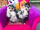 Disponibles «3 chiots husky sibérien