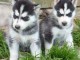 Disponibles «3 chiots husky sibérien