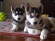 Disponibles «3 chiots husky sibérien