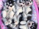 Disponibles «3 chiots husky sibérien