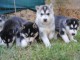 Disponibles «3 chiots husky sibérien