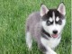 Disponibles «3 chiots husky sibérien