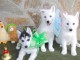 Disponibles «3 chiots husky sibérien