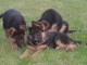 Chiots berger allemand lofs à réservé