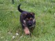 Chiots berger allemand lofs à réservé