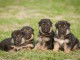 Chiots berger allemand lofs à réservé