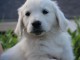 Chiots Golden Retriever