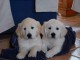 Chiots Golden Retriever