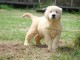 Chiots Golden Retriever