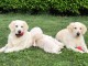 Chiots Golden Retriever