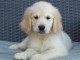 Chiots Golden Retriever