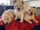 Chiots Golden Retriever