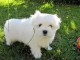 A donner Bichon Maltais 